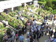 2011年萬翠荘バラ展4