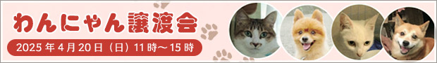 わんにゃん譲渡会
